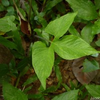Typhonium trilobatum (L.) Schott